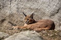 Caracal