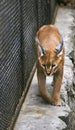 Caracal