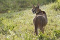 Caracal