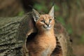 Caracal Royalty Free Stock Photo