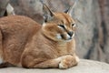 Caracal