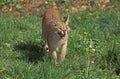 Caracal, caracal caracal, Adult Snarling in Defensive Posture