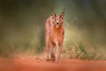 Caracal, African lynx, in green grass vegetation. Beautiful wild cat in nature habitat, Botswana, South Africa. Animal face to fac Royalty Free Stock Photo