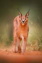 Caracal, African lynx, in green grass vegetation. Beautiful wild cat in nature habitat, Botswana, South Africa. Animal face to fac