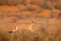 Caracal, African lynx, in red sand desert. Beautiful wild cat in nature habitat, Kgalagadi, Botswana, South Africa. Animal face to