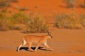 Caracal, African lynx, in red sand desert. Beautiful wild cat in nature habitat, Kgalagadi, Botswana, South Africa. Animal face to