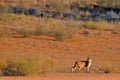 Caracal, African lynx, in red sand desert. Beautiful wild cat in nature habitat, Kgalagadi, Botswana, South Africa. Animal face to