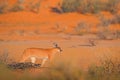 Caracal, African lynx, in red sand desert. Beautiful wild cat in nature habitat, Kgalagadi, Botswana, South Africa. Animal face to