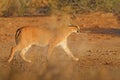 Caracal, African lynx, in red sand desert. Beautiful wild cat in nature habitat, Kgalagadi, Botswana, South Africa. Animal face to