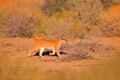 Caracal, African lynx, in red sand desert. Beautiful wild cat in nature habitat, Kgalagadi, Botswana, South Africa. Animal face to