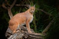 Caracal, African lynx, on the tree vegetation. Beautiful wild cat in nature habitat, Botswana, South Africa.Wildlife scene from Royalty Free Stock Photo