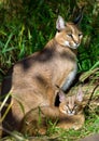 Caracal with baby