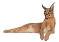 Caracal, Caracal caracal, 6 months old