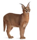 Caracal, Caracal caracal, 6 months old