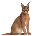 Caracal, Caracal caracal, 6 months old Royalty Free Stock Photo