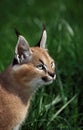 CARACAL caracal caracal, PORTRAIT OF CUB