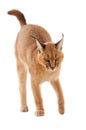 Caracal cat