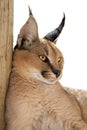 Caracal cat