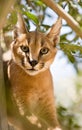 Caracal cat