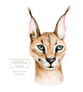 Africa watercolor savanna caracal animal illustration. African Safari wild cat cute animals face portrait character