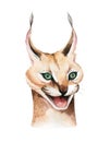 Africa watercolor savanna caracal animal illustration. African Safari wild cat cute animals face portrait character