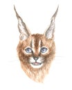 The Caracal cat