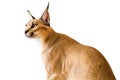 Caracal cat,kitty 8 month isolate on background,copy space