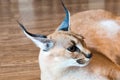 Caracal cat,kitty 8 month isolate on background,copy space