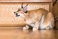 Caracal cat,kitty 8 month isolate on background,copy space