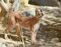 Caracal cat posing under the shade