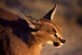 Caracal Royalty Free Stock Photo