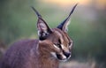 Caracal Royalty Free Stock Photo
