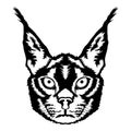 Caracal face vector iilustration in hand drawn style