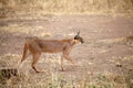 Caracal (Felis caracal)