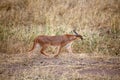 Caracal (Felis caracal)