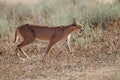 Caracal in natural habitat - Kalahari desert