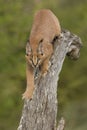 Caracal (Felis caracal) walking down tree South Africa