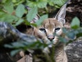 Caracal, Caracal caracal, is hiding behind a bush