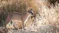 A Caracal of the Kgalagadi