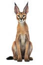 A caracal kitten isolated on white background