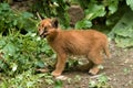 Caracal - kitten