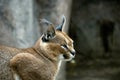 Caracal Lynx