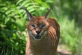 Caracal lynx