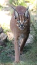 Caracal or Lynx Portrait