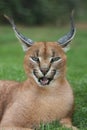 Caracal Lynx Portrait