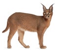 Caracal, Caracal caracal, 6 months old