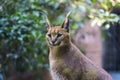 Caracal Royalty Free Stock Photo