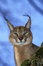 Caracal, caracal caracal, Portrait of Adult