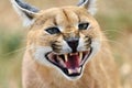 Caracal portrait in Namibia