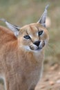 Caracal portrait in Namibia